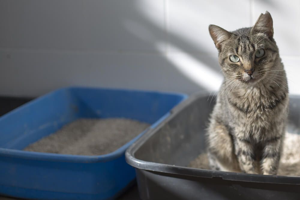 Katze Pinkelt In Wohnung Gleiche Stelle Deine Katze pinkelt ins Bett? 5 Gründe & Notfalltipps | FELIWAY